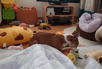 イタグレジェイ