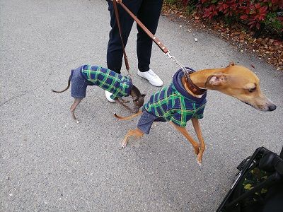 パートナードッグカーニバル22