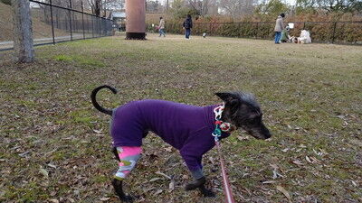 打上川治水緑地ドッグラン (10)