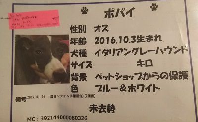 保護犬カフェイタグレ里親募集ポパイ2