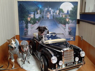 ドッグカフェアムールワン (12)