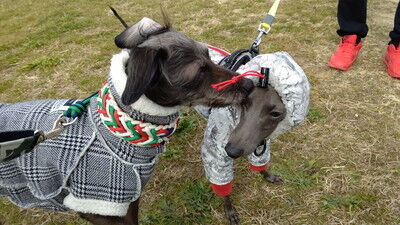 海ふれイタグレルイ