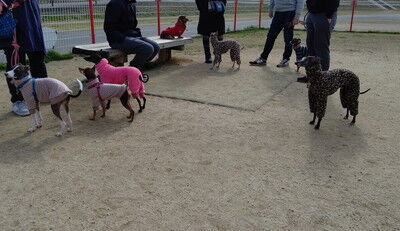 花園中央公園イタグレ (6)