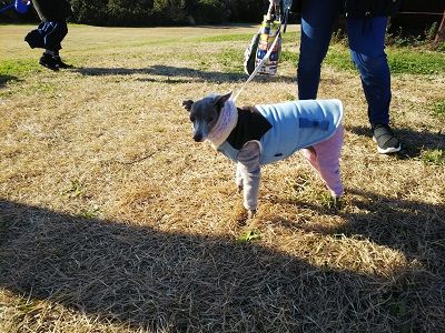 海ふれドッグラン2