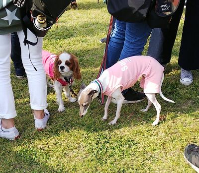 サイトハウンドフェス10Gイタグレ18