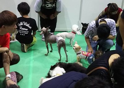 ペット博2016_13