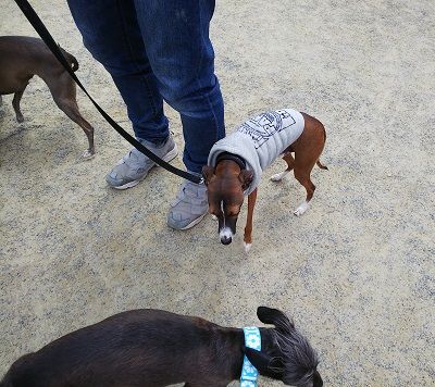 パートナードッグカーニバル17