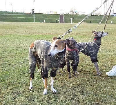 花園ドッグラン1