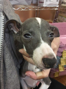 イタグレポパイ里親募集