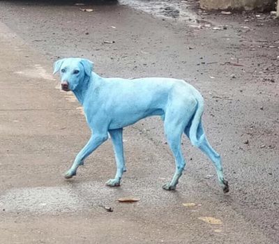 インドの青い犬
