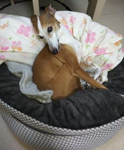 イタグレ_ジェイ