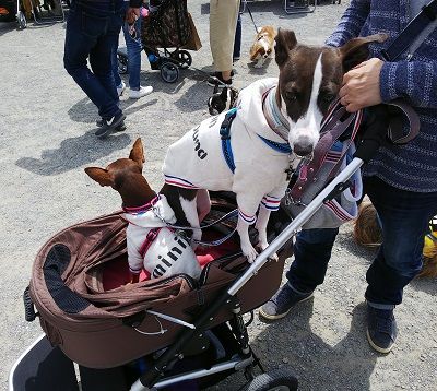 パートナードッグカーニバル10