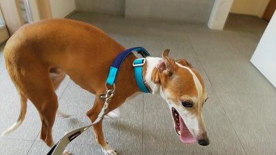 イタリアングレーハウンド_ジェイ