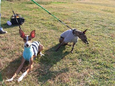 イタグレ_ジェイ10歳4