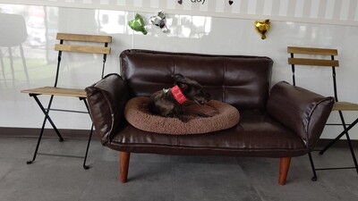 DOGRUNCAFE_ PIC (8)