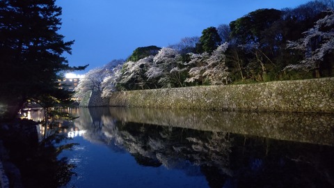 彦根城夜桜 (2)