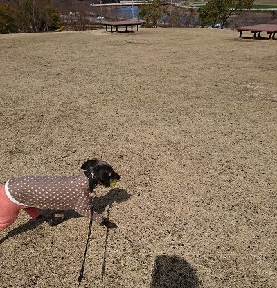 イタグレ散歩8