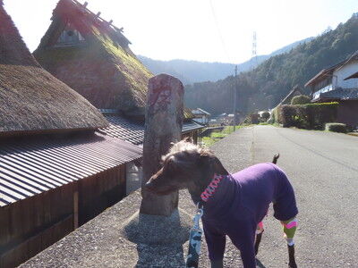 美山かやぶきの里7