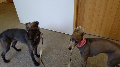 イタリアングレーハウンドミックスりん