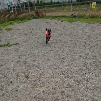 イタプーりん1