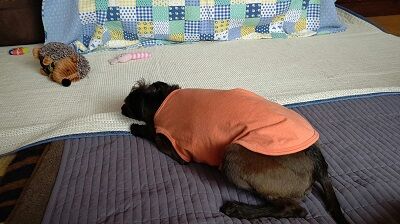 イタプーりん (2)
