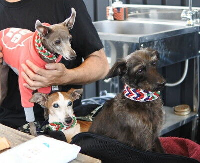 イタグレBBQこまり家 (1)