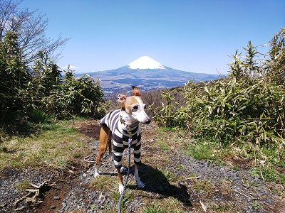 箱根スカイライン_イタグレ6