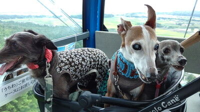 琵琶湖函館山ドッグラン (3)