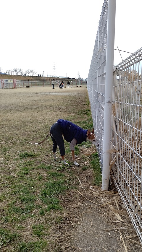 イタグレジェイ (3)