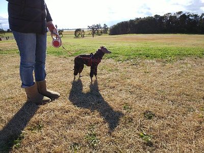 海ふれドッグラン6