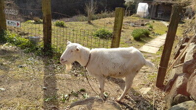 森のラッキーガーデン犬 (2)