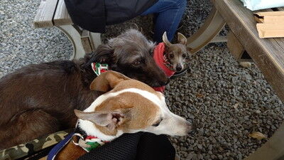 イタグレBBQこまり家 (3)