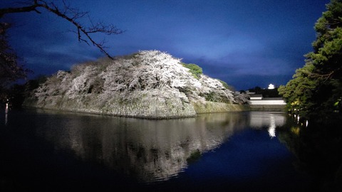 彦根城夜桜 (1)