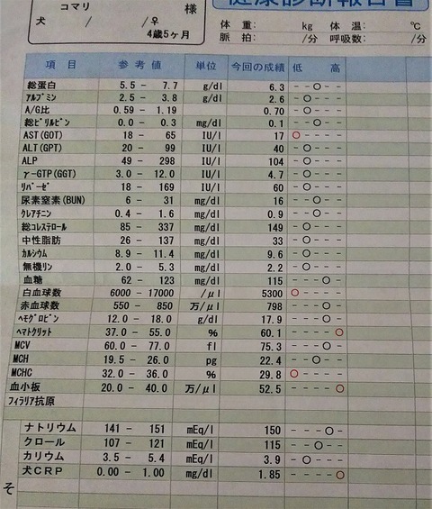 イタグレこまり3