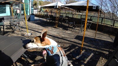 ロゴスランドドッグラン (22)