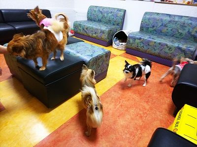 保護犬カフェオンリーわん9