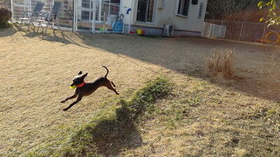 dogcafe_jolijoli (21)