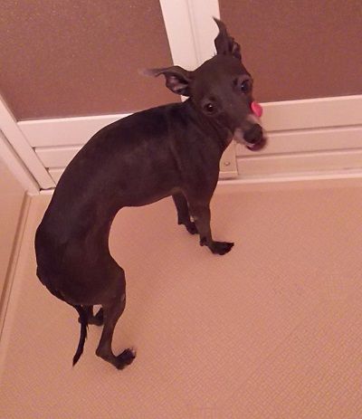 こまり_シャンプー