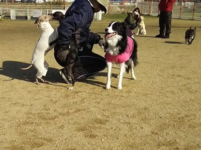 花園中央公園ドッグラン6