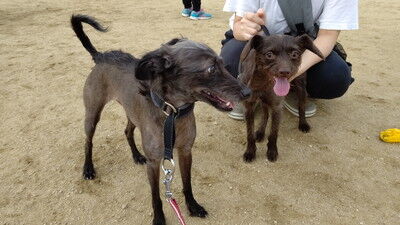 イタプーとチワプー (4)