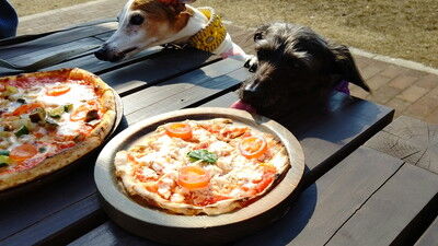 せせらぎの里こうらイタグレ (10)