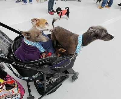 パートナードッグカーニバル1