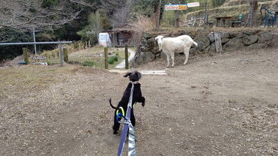 森のラッキーガーデン犬 (13)