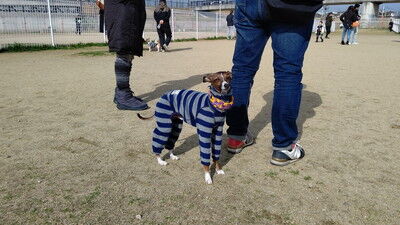 花園中央公園イタグレ (4)