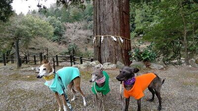 大瀧神社犬上神社 (12)
