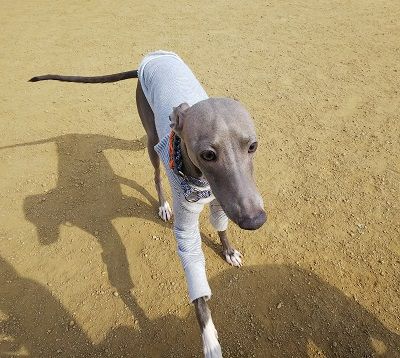 italiangrayhound2