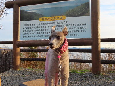 みかん海道1