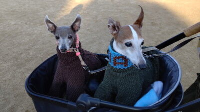 わんにゃんマルシェ住之江公園 (28)