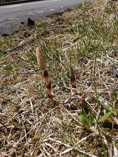 箱根スカイライン_イタグレ7