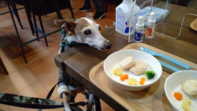 ドッグカフェアムールワン (3)